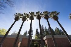palm trees sacramento campus